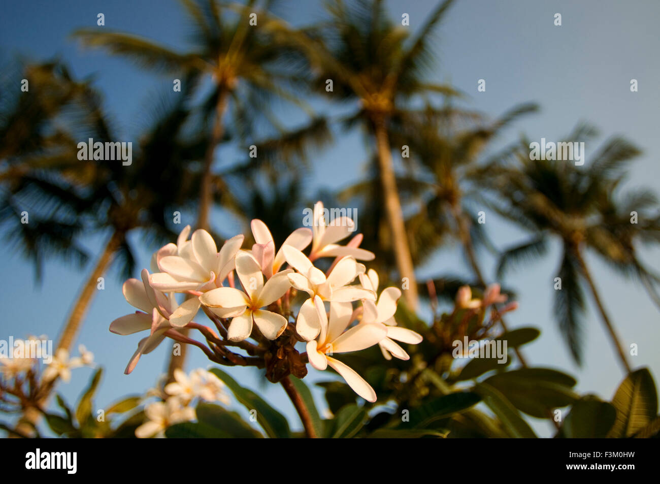 Plumería, il più famoso dei fiori di Hawaii. Plumeria, nome comune Frangipani è un genere di piante fiorite in dogbane fami Foto Stock