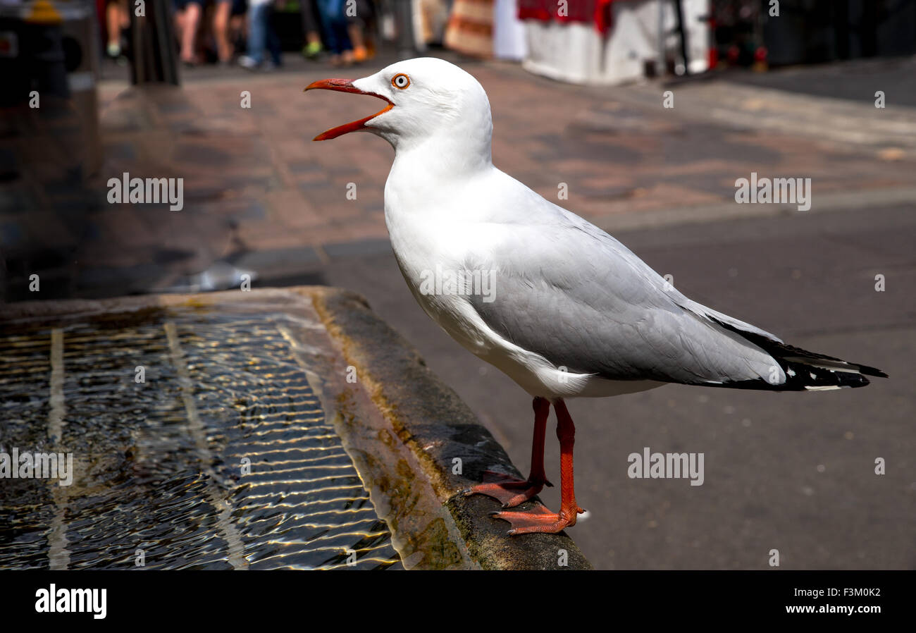 Primo piano della sete seagull bere da man-made fontana nel centro della folla Foto Stock