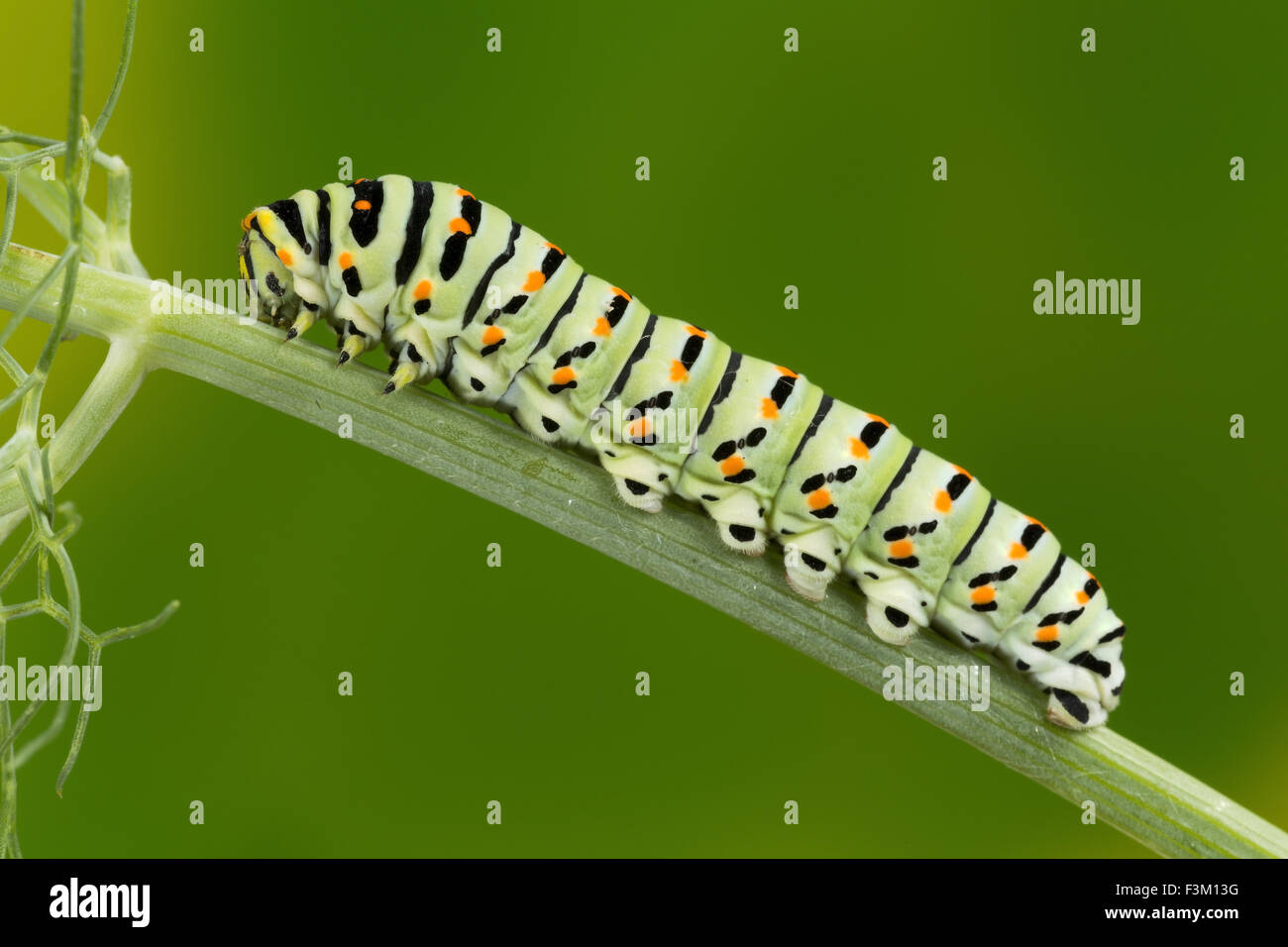 Caterpillar del Maltese a coda di rondine a farfalla per mangiare le foglie di finocchio, dieci giorni dopo la schiusa, circa 40 mm di lunghezza. Foto Stock