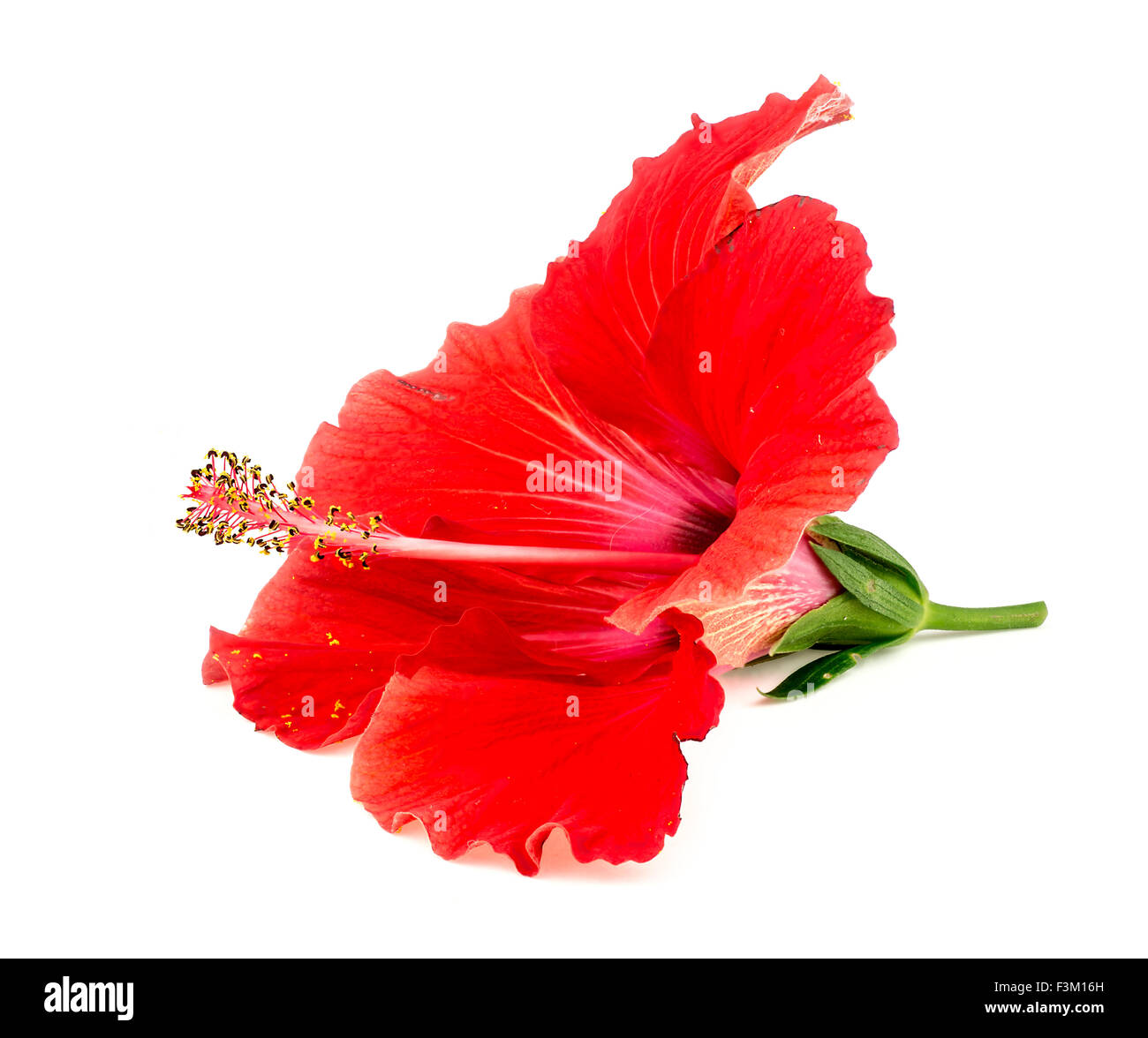 Bel rosso fiori di ibisco isolato su bianco Foto Stock
