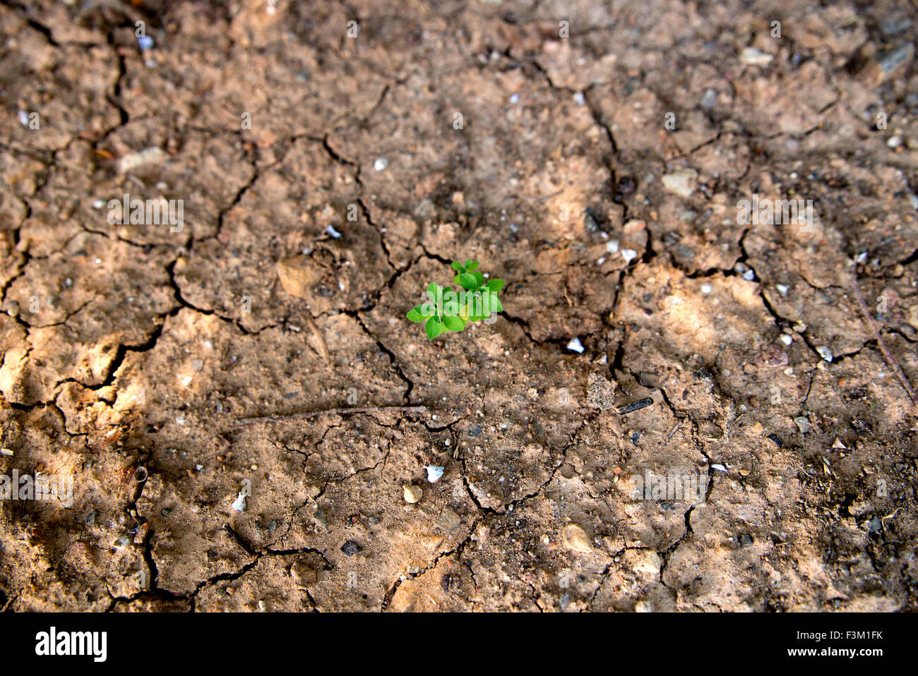 Singola pianta verde in crescita in secco, fango incrinato Foto Stock