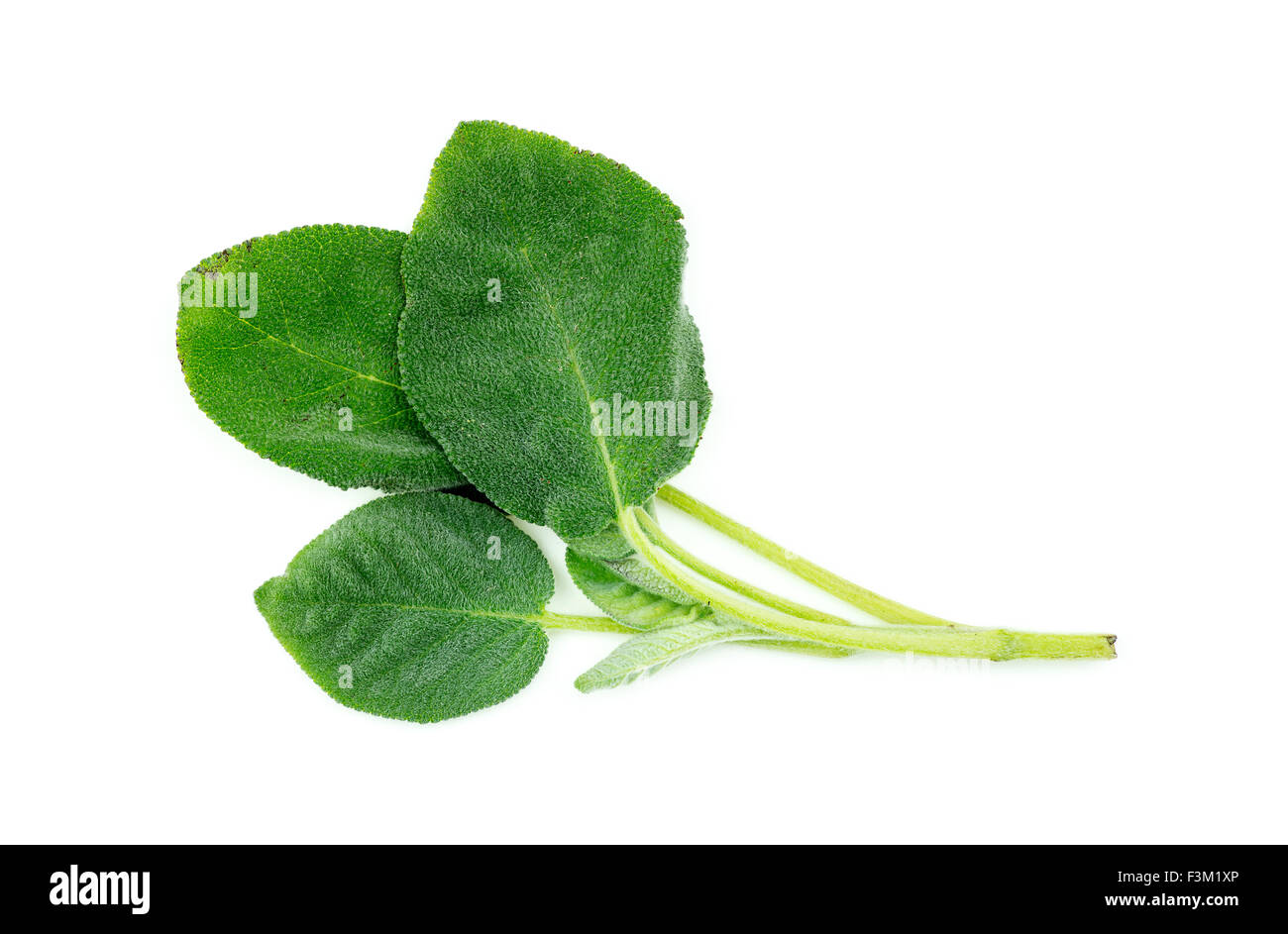 Foglie di salvia isolato su bianco Foto Stock