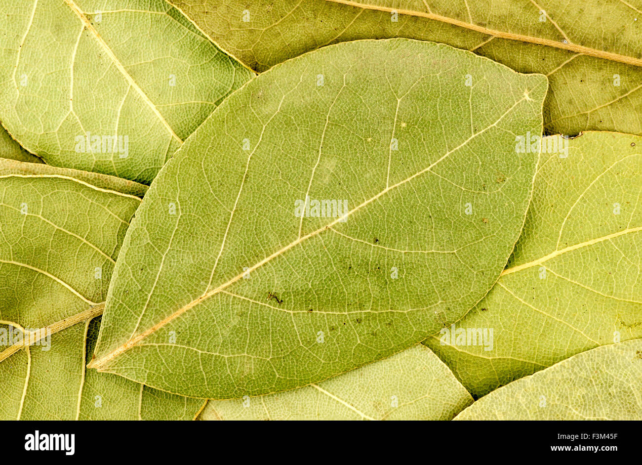 Texture di sfondo di foglie di alloro Foto Stock