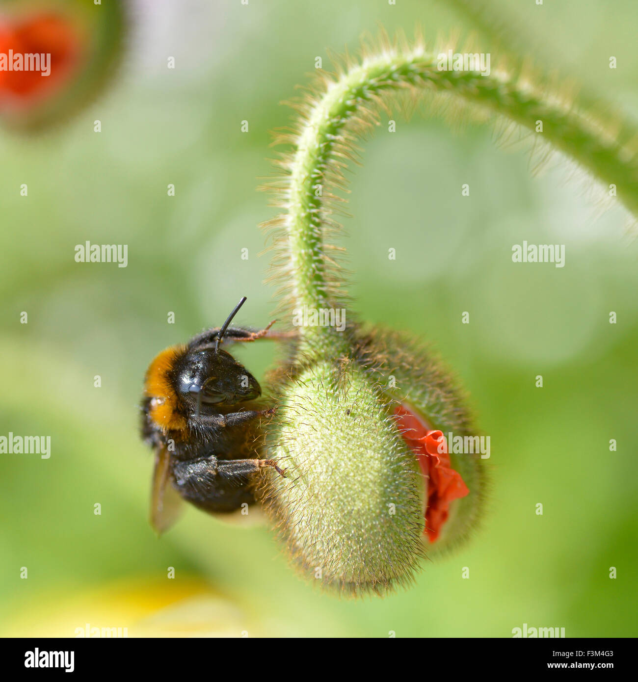 Bumblebee su bud di semi di papavero Foto Stock
