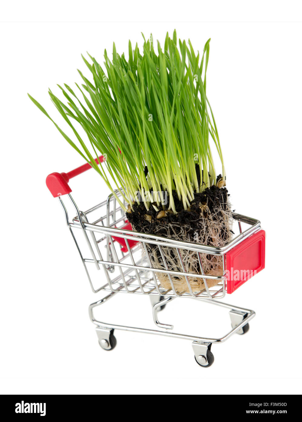 Verde isolato wheatgrass fresco in miniatura shopping card isolato su bianco Foto Stock