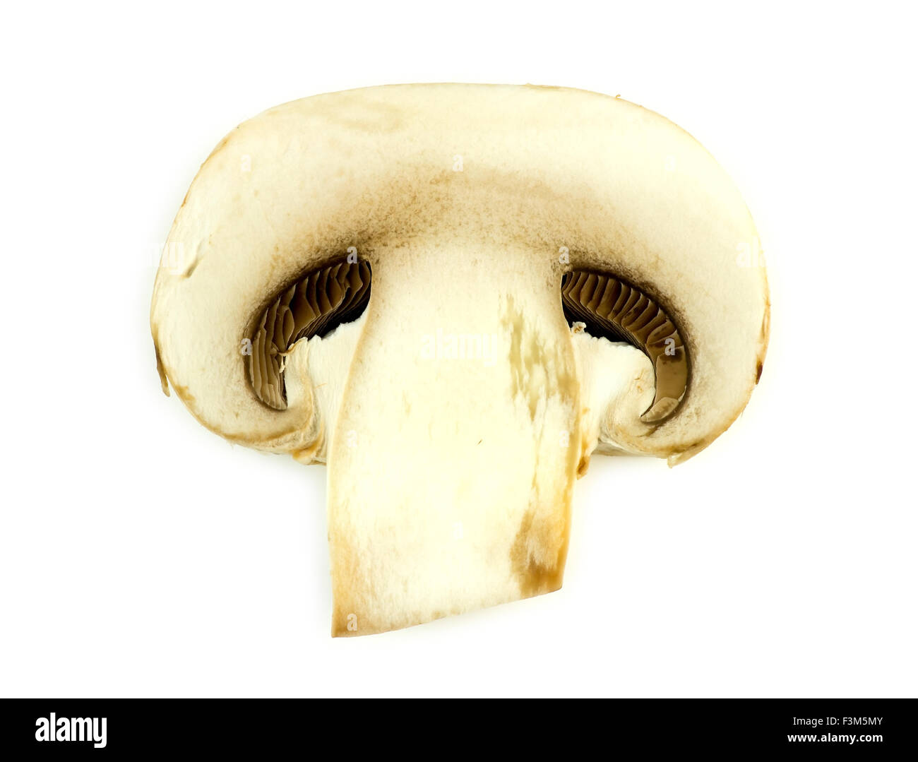 Macro di estremo dettaglio della singola sezione trasversale fetta di un organico fresco comune fungo bianco Foto Stock