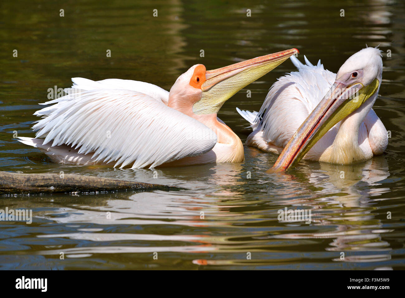 Pellicani bianchi sull'acqua Foto Stock