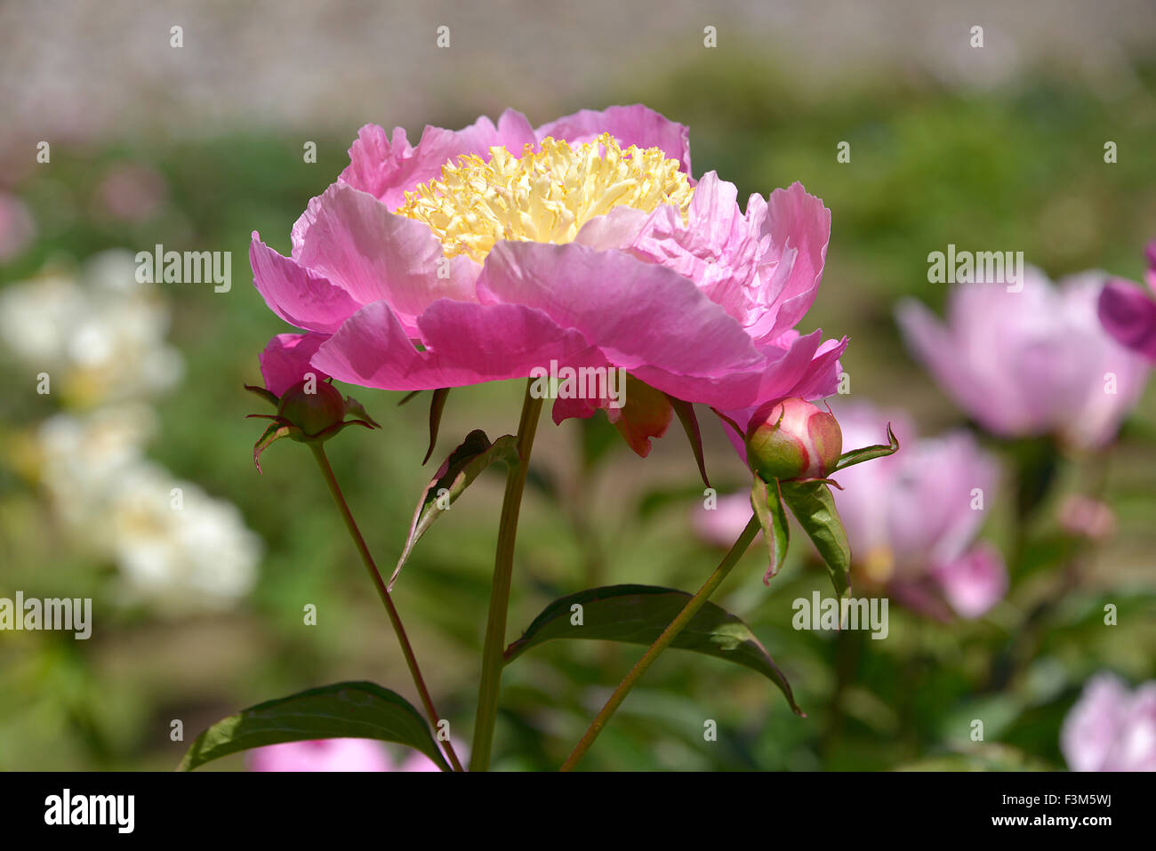 Rosa peonia cinese fiore Foto Stock
