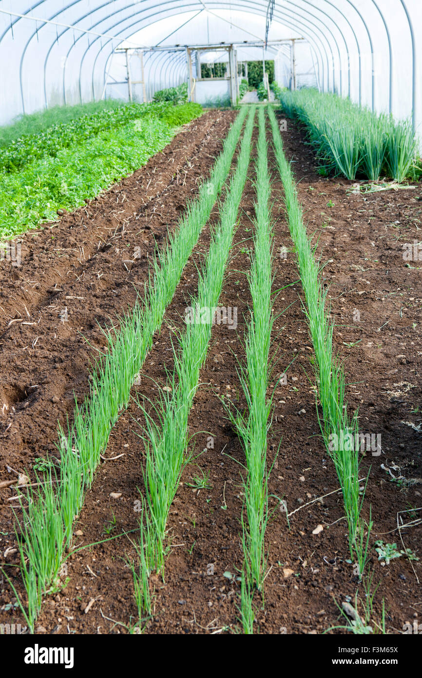 La fattoria biologica Shop presso la Abbey Farm, cipolline in crescita in trhe poli gallerie Foto Stock
