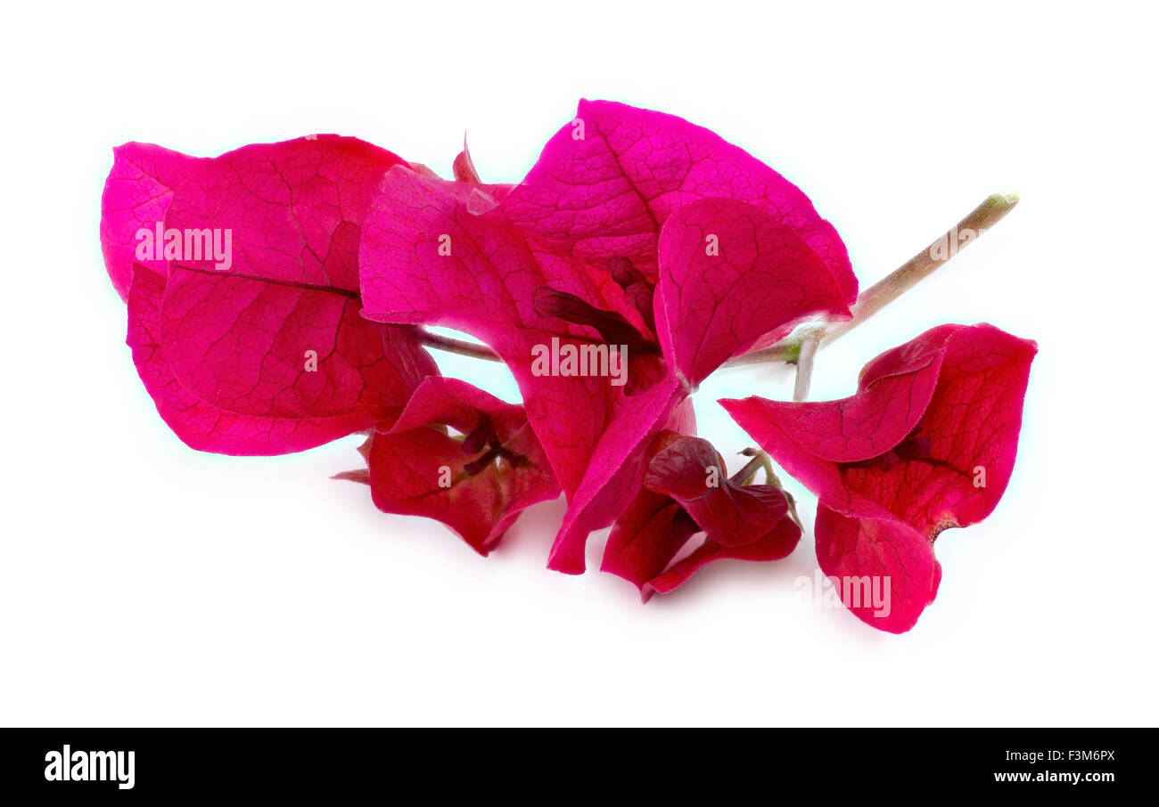 Macro anteriore di un bel colore rosa bougainvillea petali di fiori e stelo Foto Stock