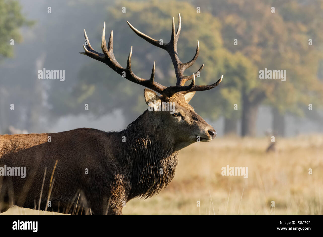 cervi con grandi palchi in una foresta Foto Stock