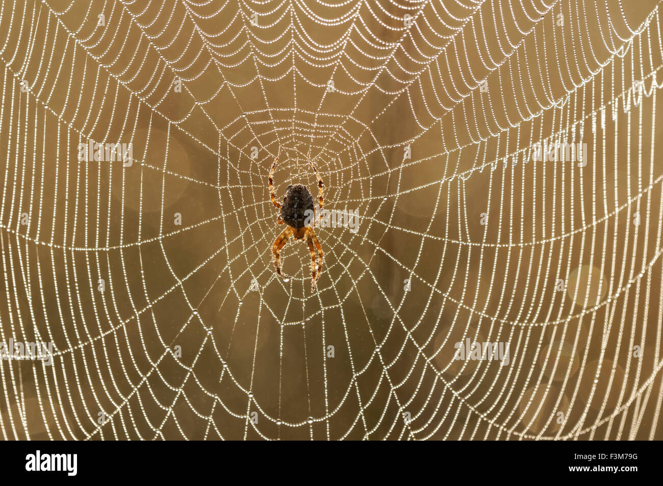 primo piano del ragno croce giardino sul web con gocce di rugiada mattutina Foto Stock