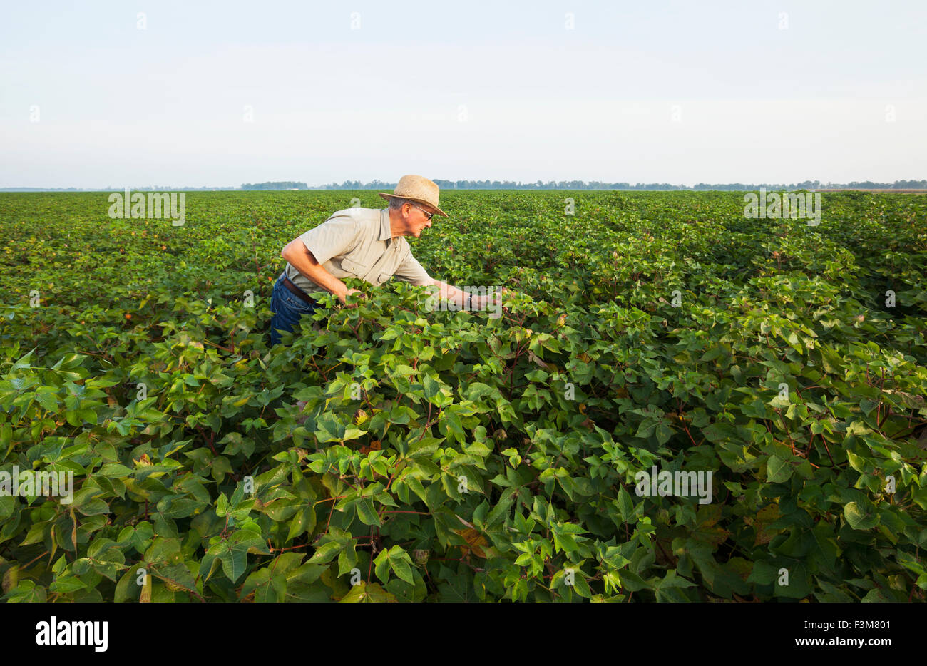 Agricoltore,l'esame,il cotone,Arkansas Foto Stock