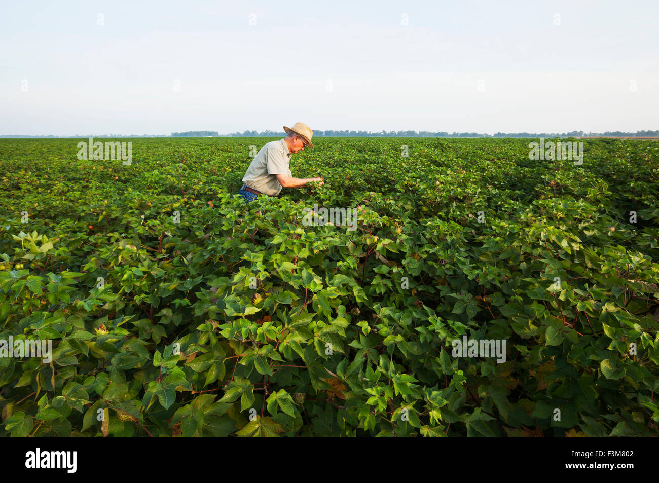 Agricoltore,l'esame,il cotone,Arkansas Foto Stock