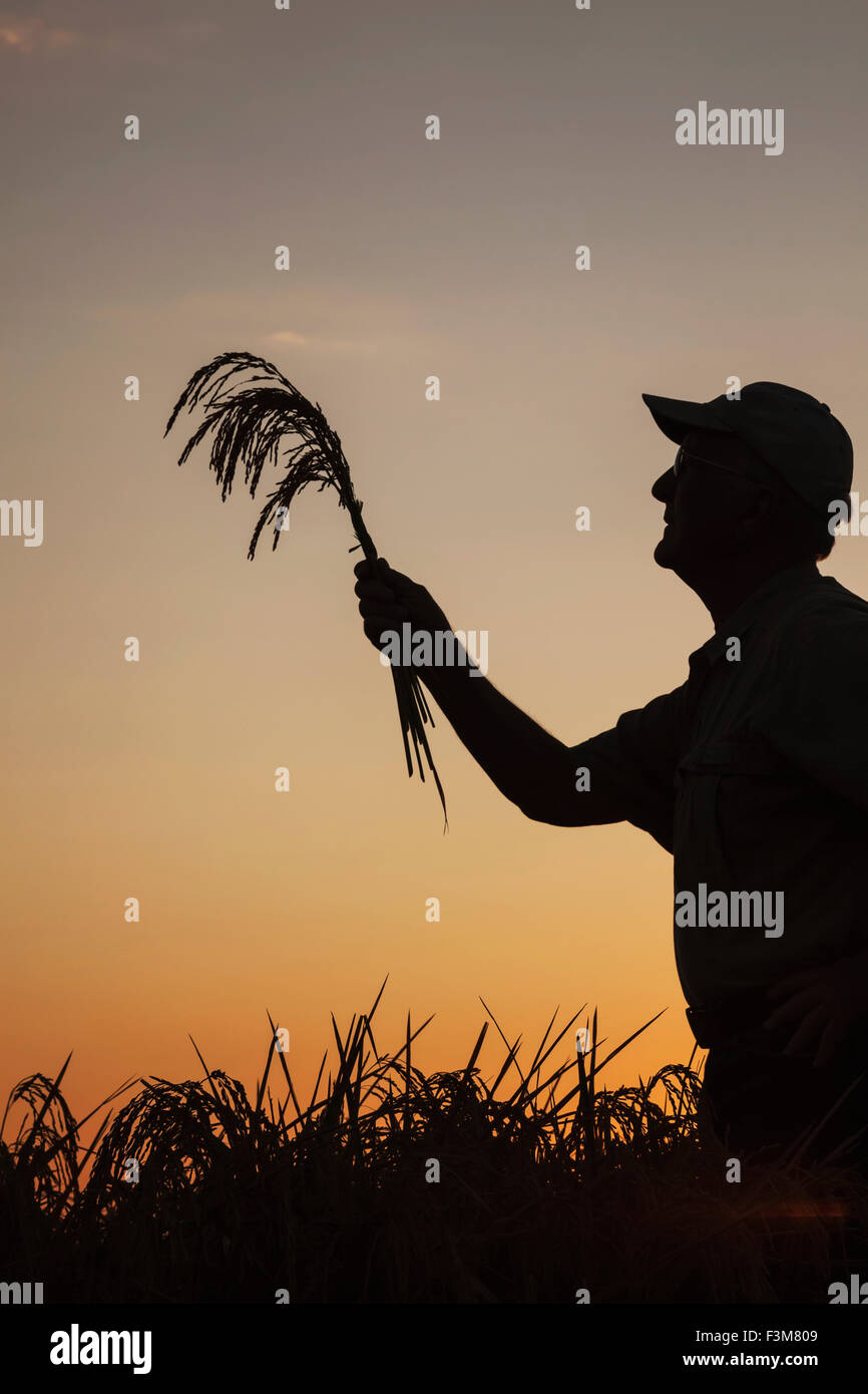 Campo,Silhouette,agricoltore,l'esame,Arkansas Foto Stock