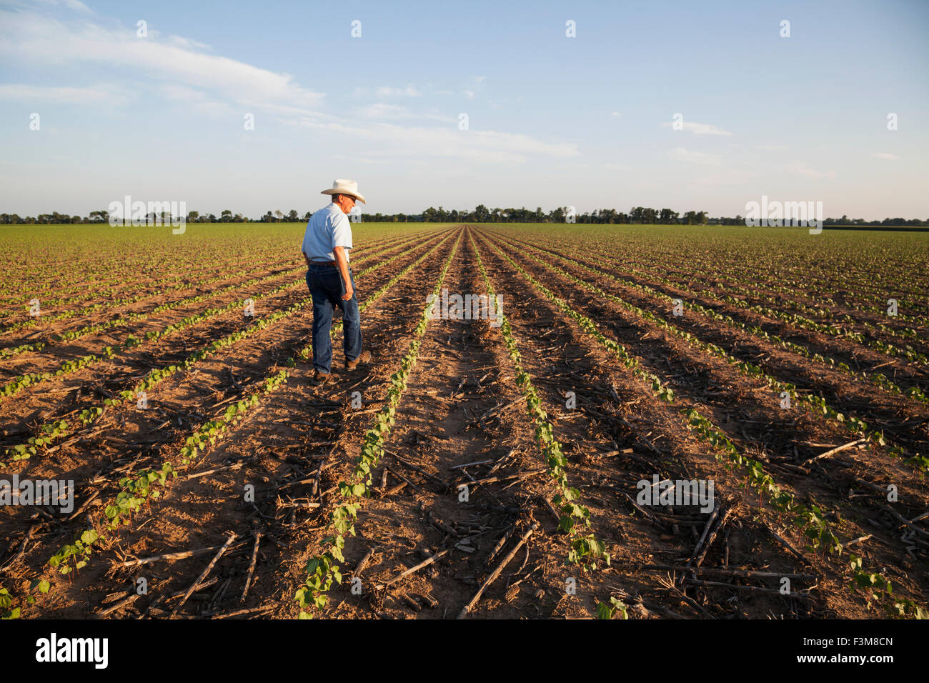 Arkansas,il cotone,agricoltore,campo,l'esame Foto Stock