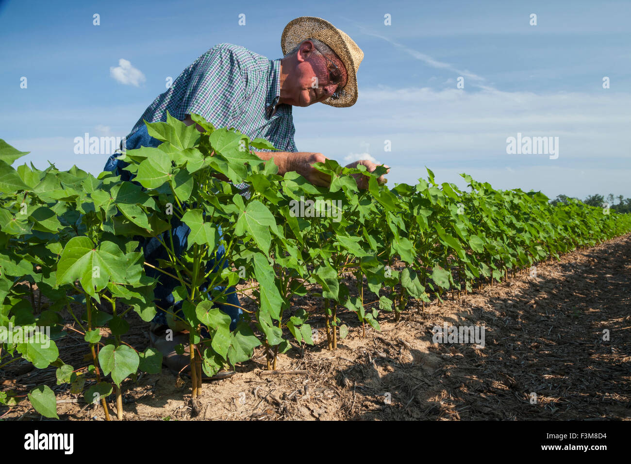 Arkansas,il cotone,agricoltore,campo,solco,l'esame Foto Stock