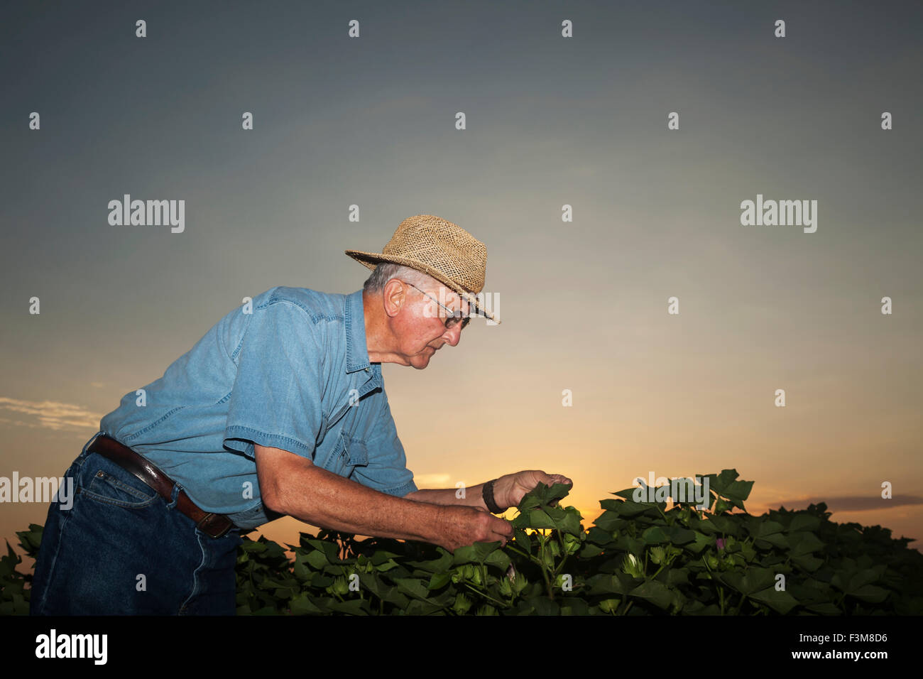 Campo,agricoltore,l'esame,il cotone,Arkansas Foto Stock