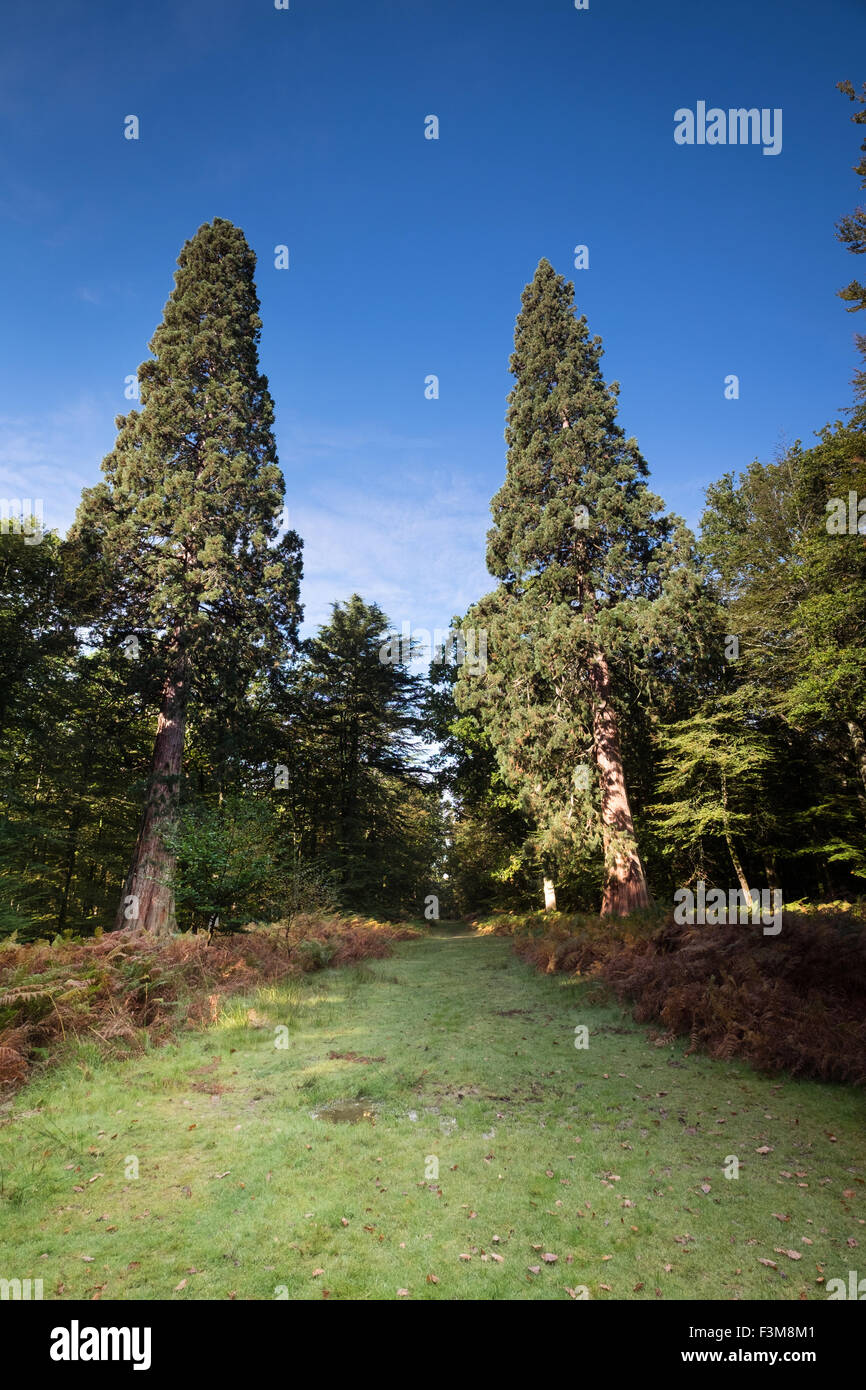 La Sequoia gigante alberi, gli alberi più grandi nel nuovo Parco Nazionale della Foresta di peso superiore a 105 t. Foto Stock
