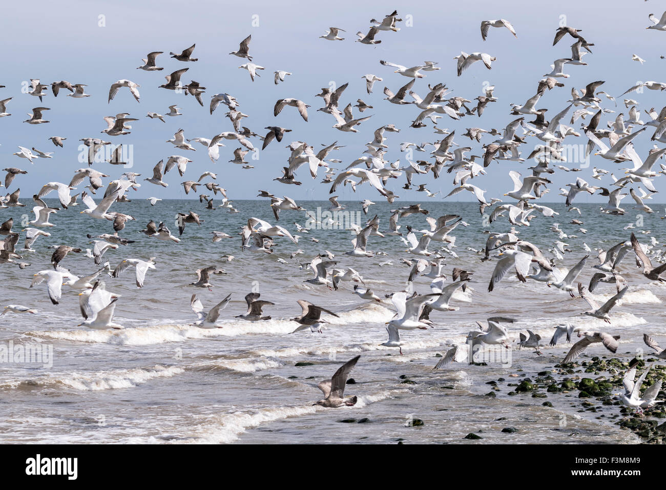 Un Gregge di gabbiani reali Larus argentatus sulla costa settentrionale del Galles. Foto Stock