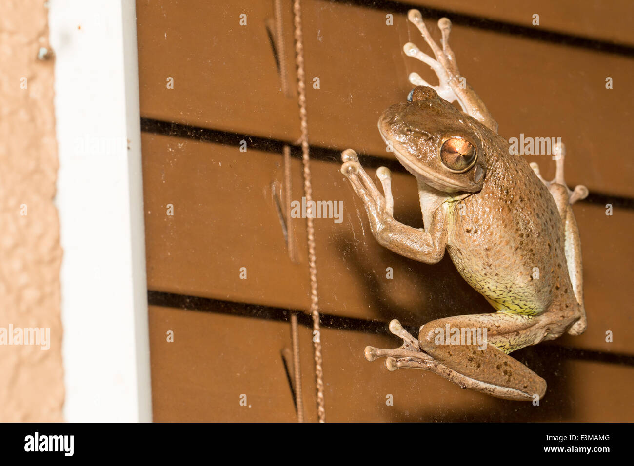 Treefrog cubano arrampicata su una finestra - Osteopilus septentrionalis Foto Stock