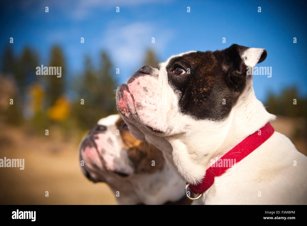 Bulldog,Colorado,inglese,Evergreen,coppia,profilo Foto Stock