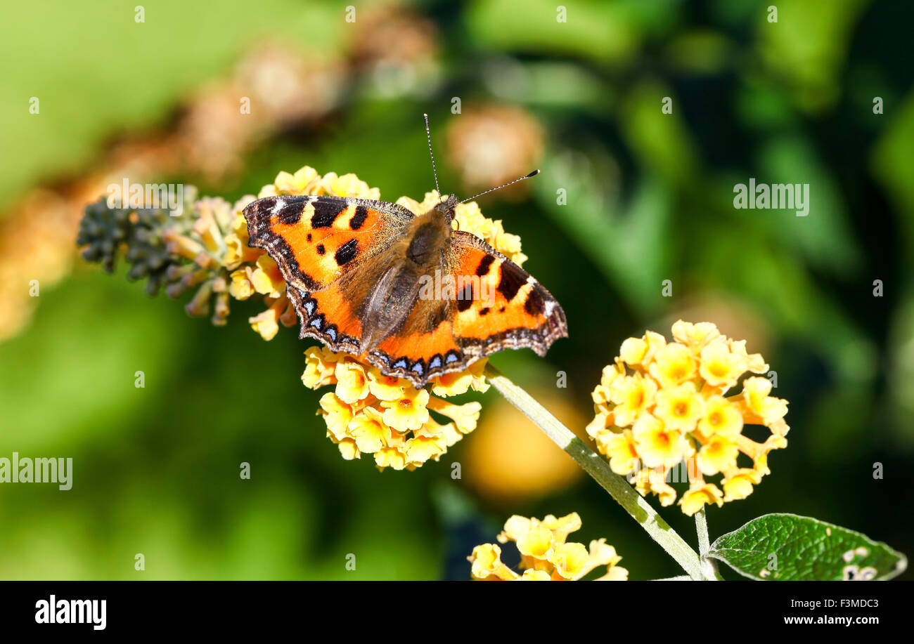 Un piccolo guscio di tartaruga (Aglais orticae) su un fiore giallo Buddleja globosa, Inghilterra, Regno Unito Foto Stock