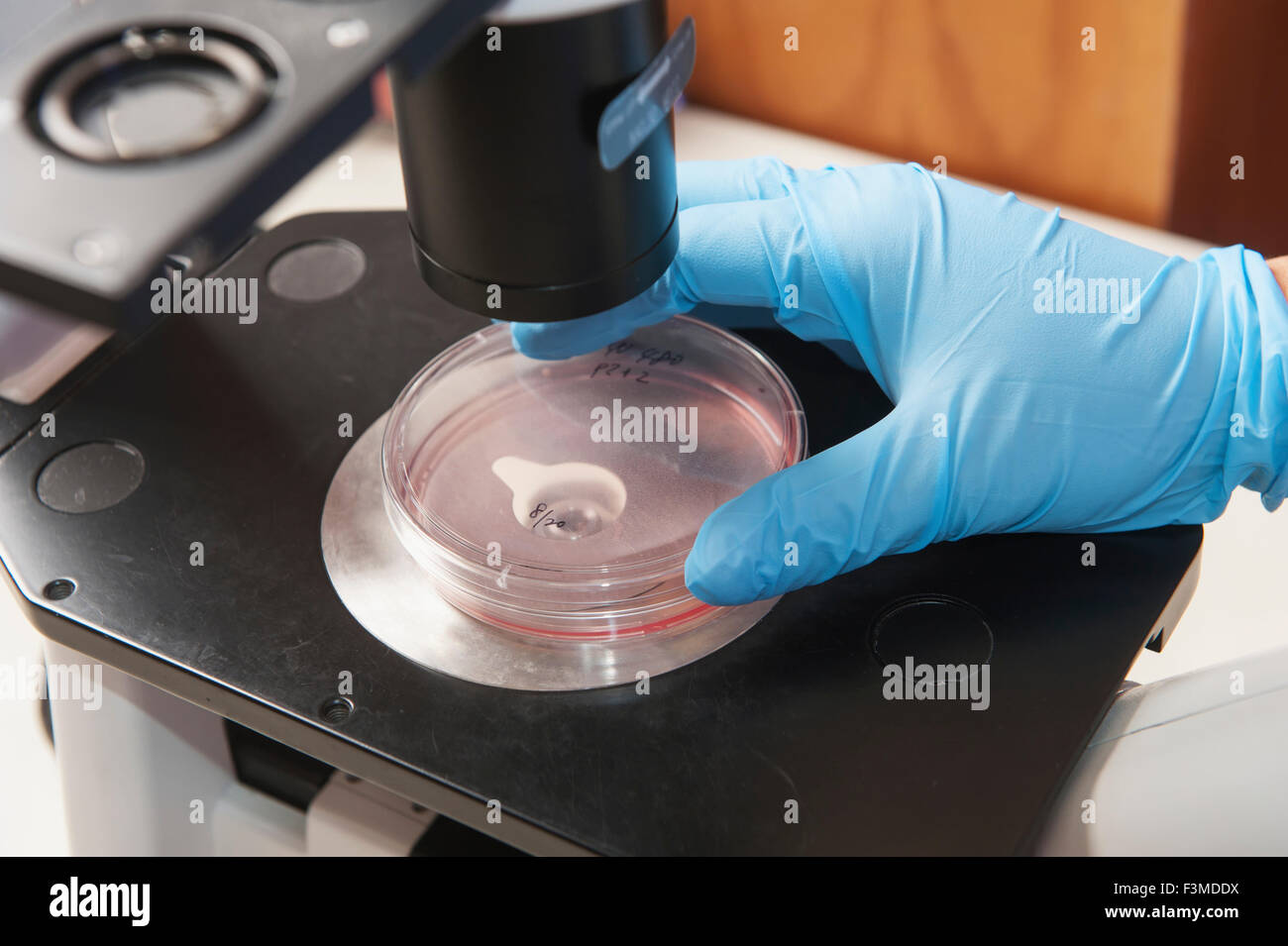 Scienziato,Microscopio,Close Up,piastra di Petri Foto Stock