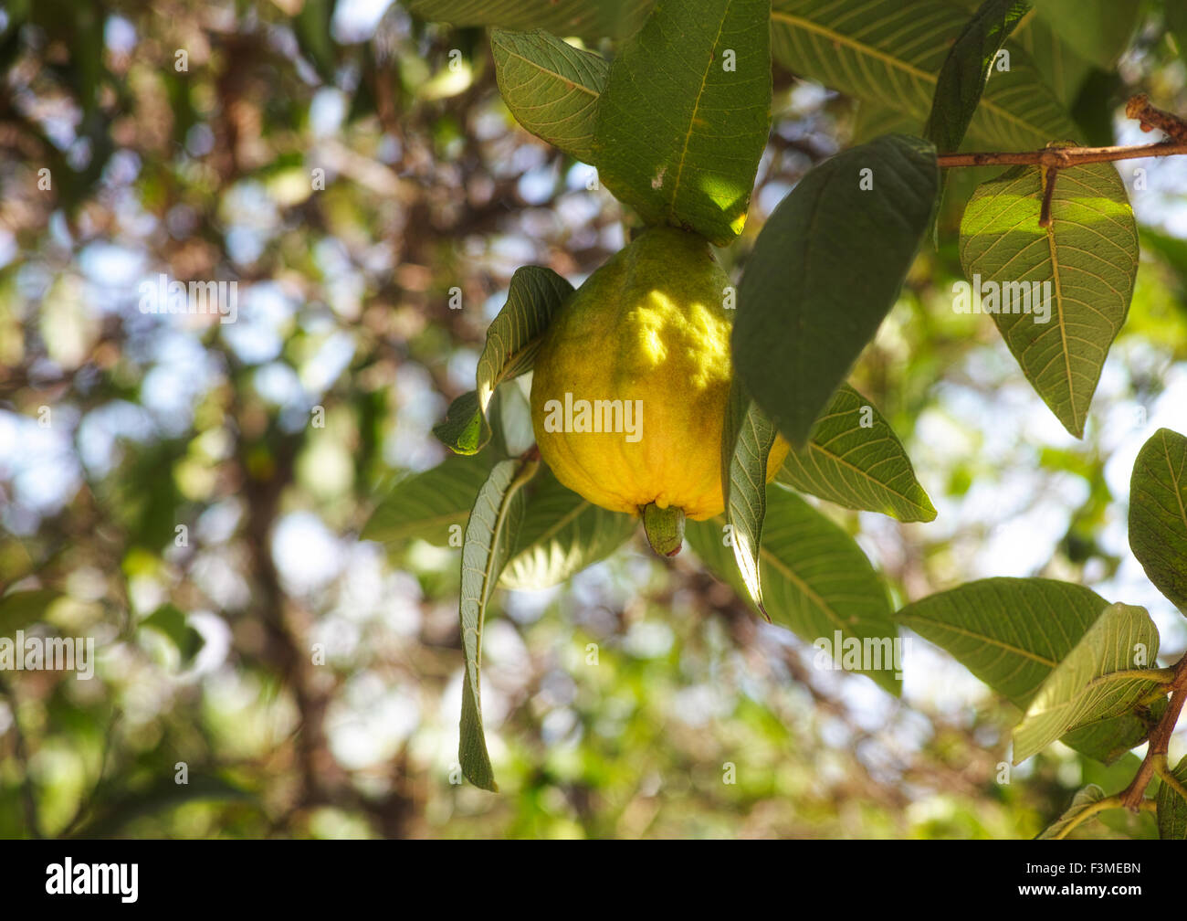 Frutto guava (Psidium guajava) sul ramo Foto Stock