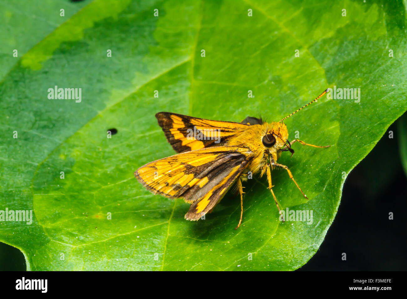 Butterfly arroccato su una foglia verde. Foto Stock