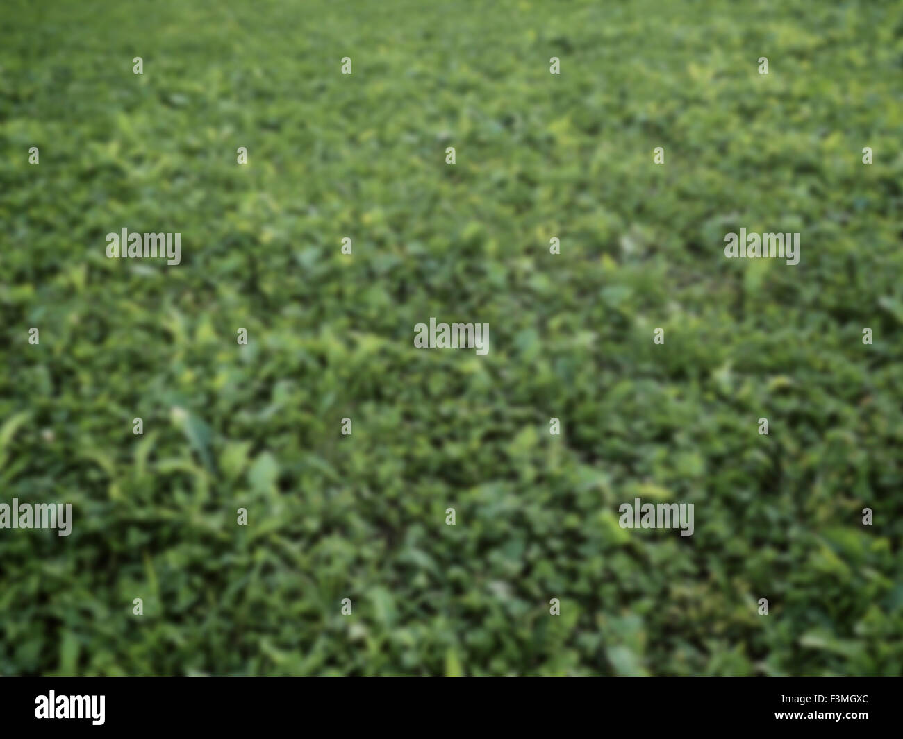 Campo di trifoglio sfondo sfocato Foto Stock