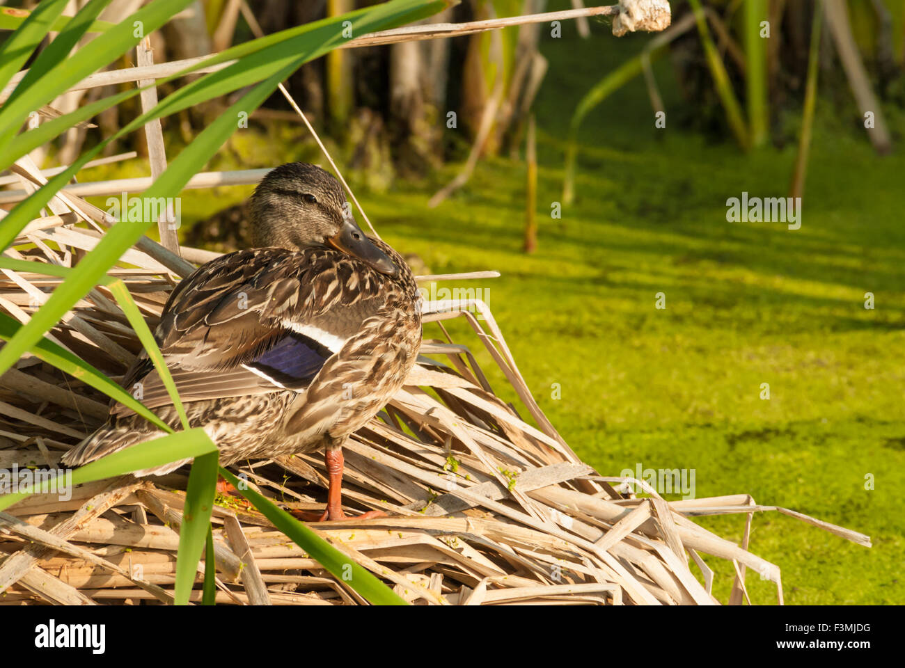 Femmina Mallard duck, Anas platyrhynchos, in piedi su una pila di lamelle essiccate, grande lago, Alberta, Canada Foto Stock