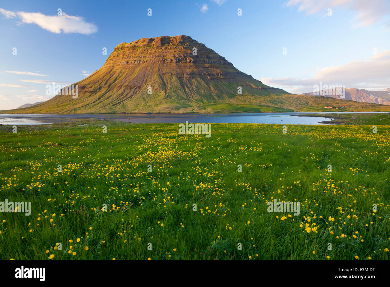 Ranuncolo prato e Kirkjufell montagna, Grundarfjordur, Snaefellsnes Peninsula, Vesturland, Islanda. Foto Stock