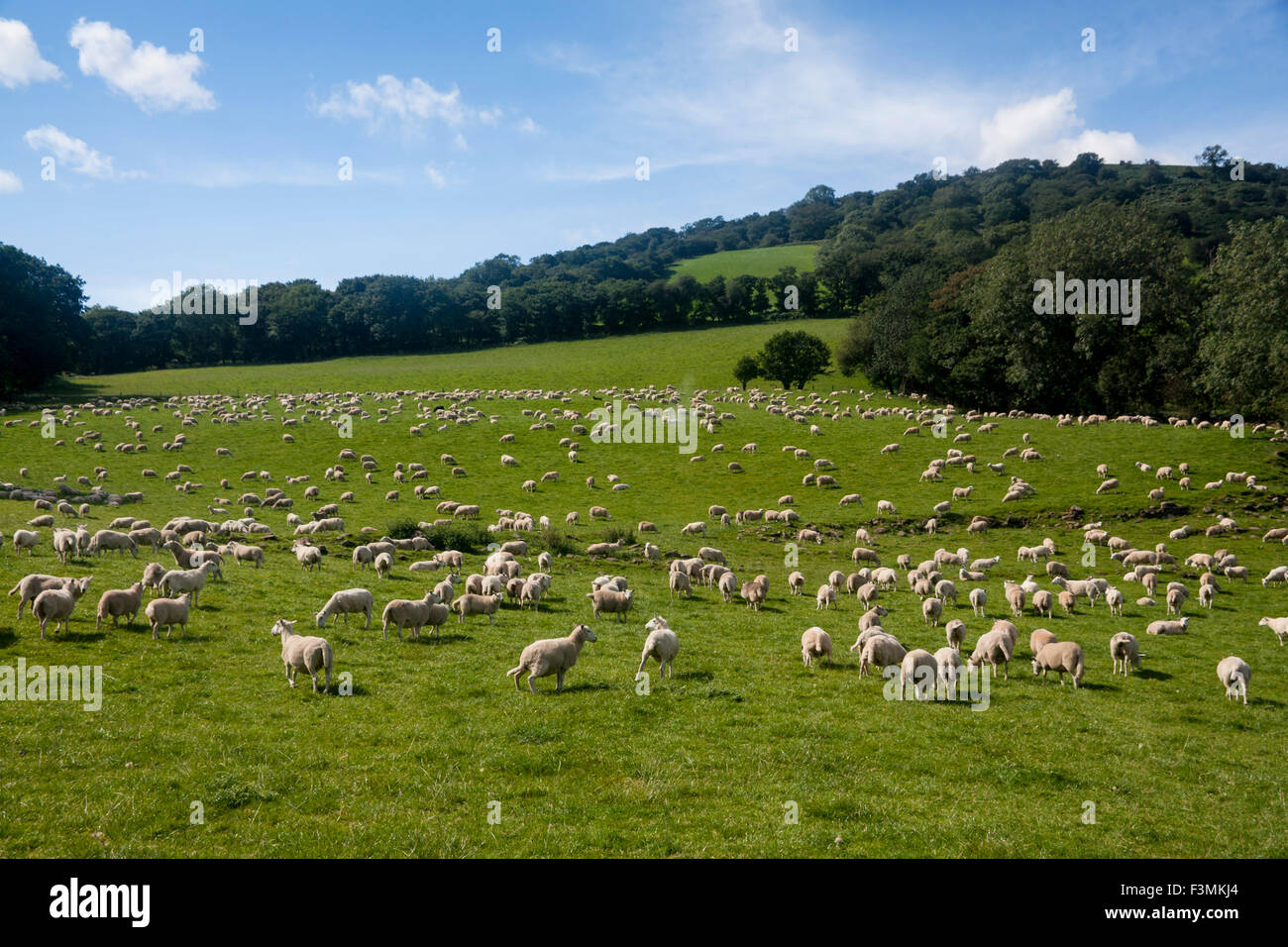 Grande gregge di pecore in campo verde Brecon Beacons Powys Wales UK Foto Stock