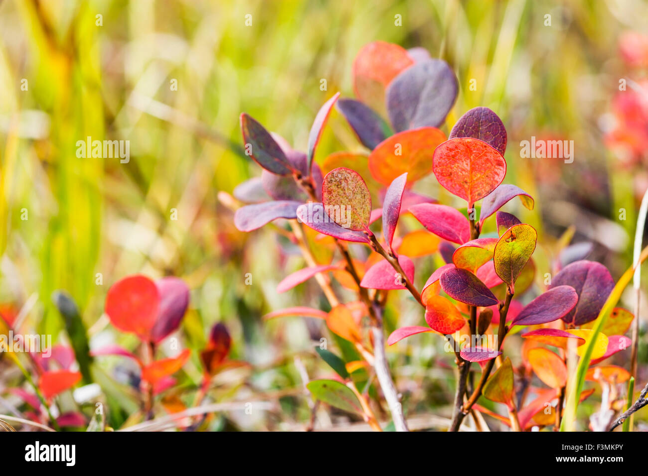 Mirtillo,Alaska,Brooks Range,Arctic Alaska Foto Stock