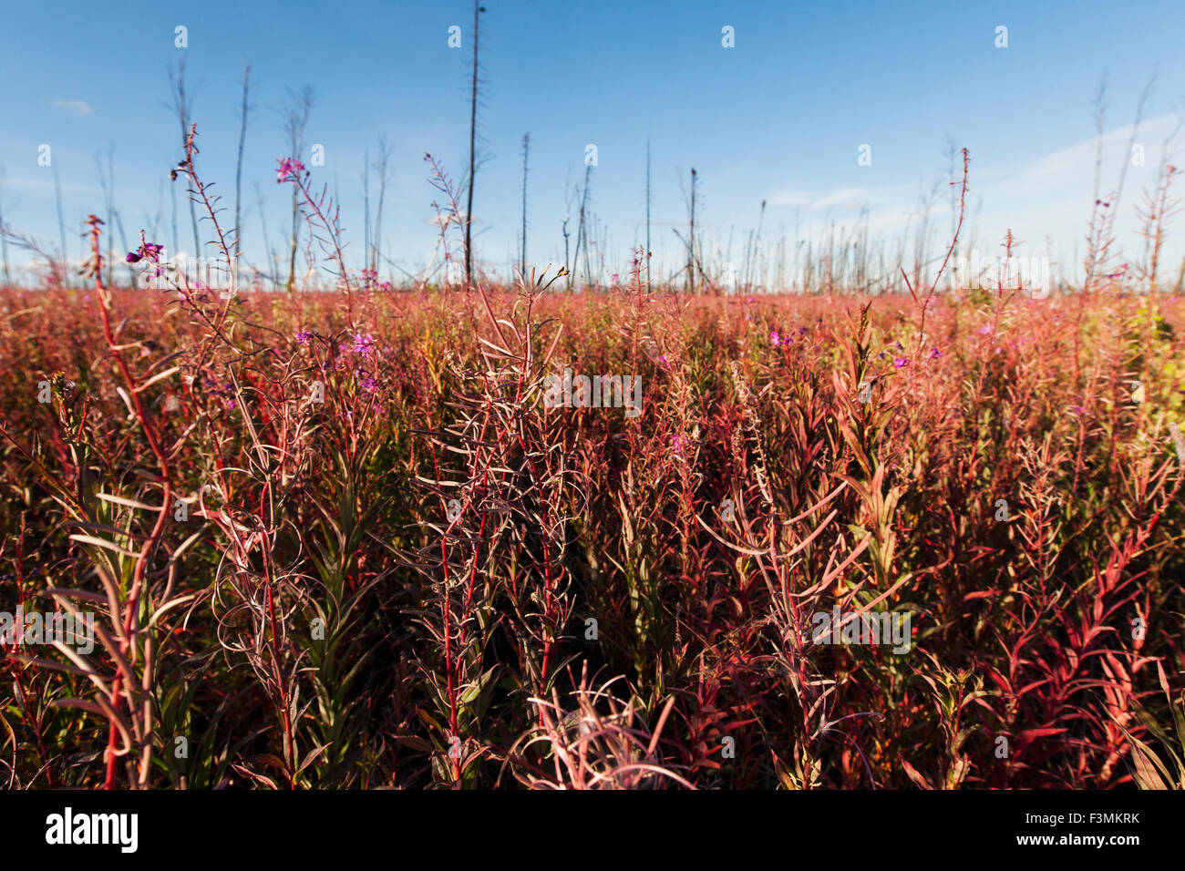 Alaska,Fireweed,Arctic Alaska Foto Stock