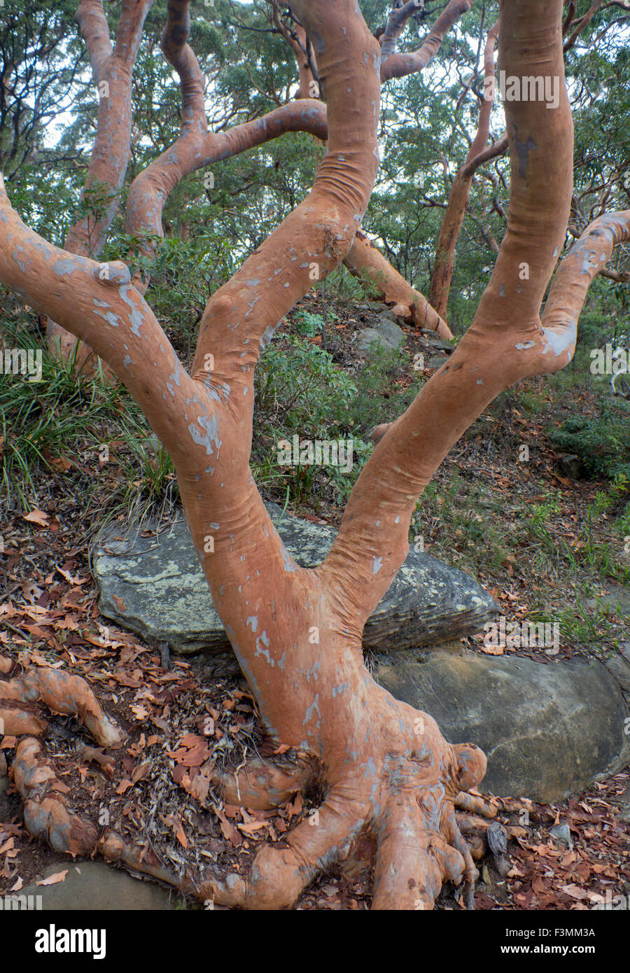 Sydney gomma rossa tree di eucalipti eucalipto Angoraphora costata NSW Australia Foto Stock
