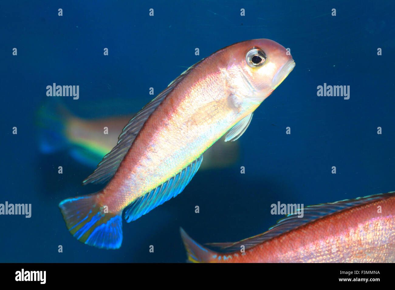 Horsehead musdea americana (Branchiostegus japonicus) in Giappone Foto Stock