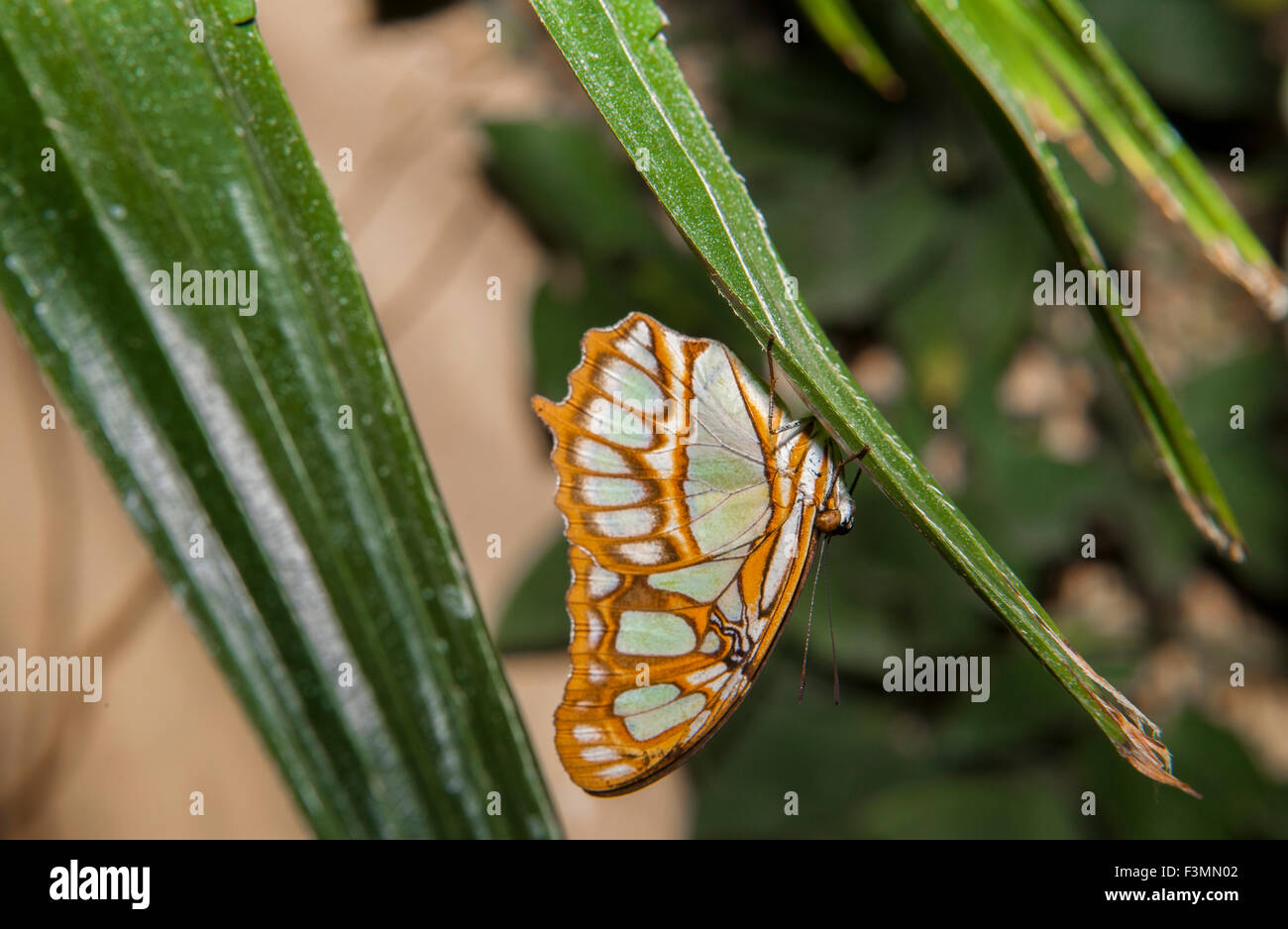 Malachite o a farfalla siproeta stelenes appollaiato su un singolo blade Foto Stock