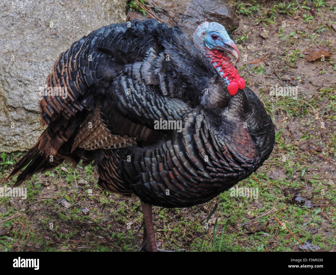 Il tacchino selvatico maschio (Meleagris gallopavo) bargigli congestioni con il sangue per attirare le femmine durante la stagione della riproduzione. Sierra foothil Foto Stock