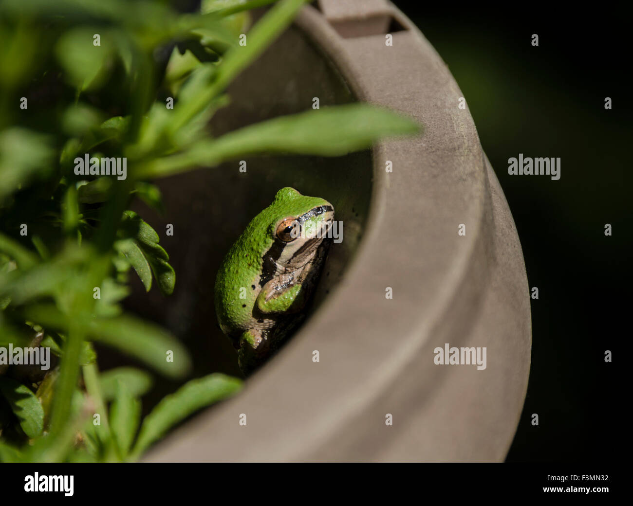 Pacific Raganella (Pseudacris regilla) verde morph prende residenza in una pianta in vaso. Sierra Foothills della California del Nord Foto Stock