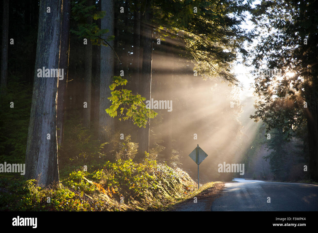 Fasci di luce del sole brillare attraverso il baldacchino su per una strada di campagna. Foto Stock