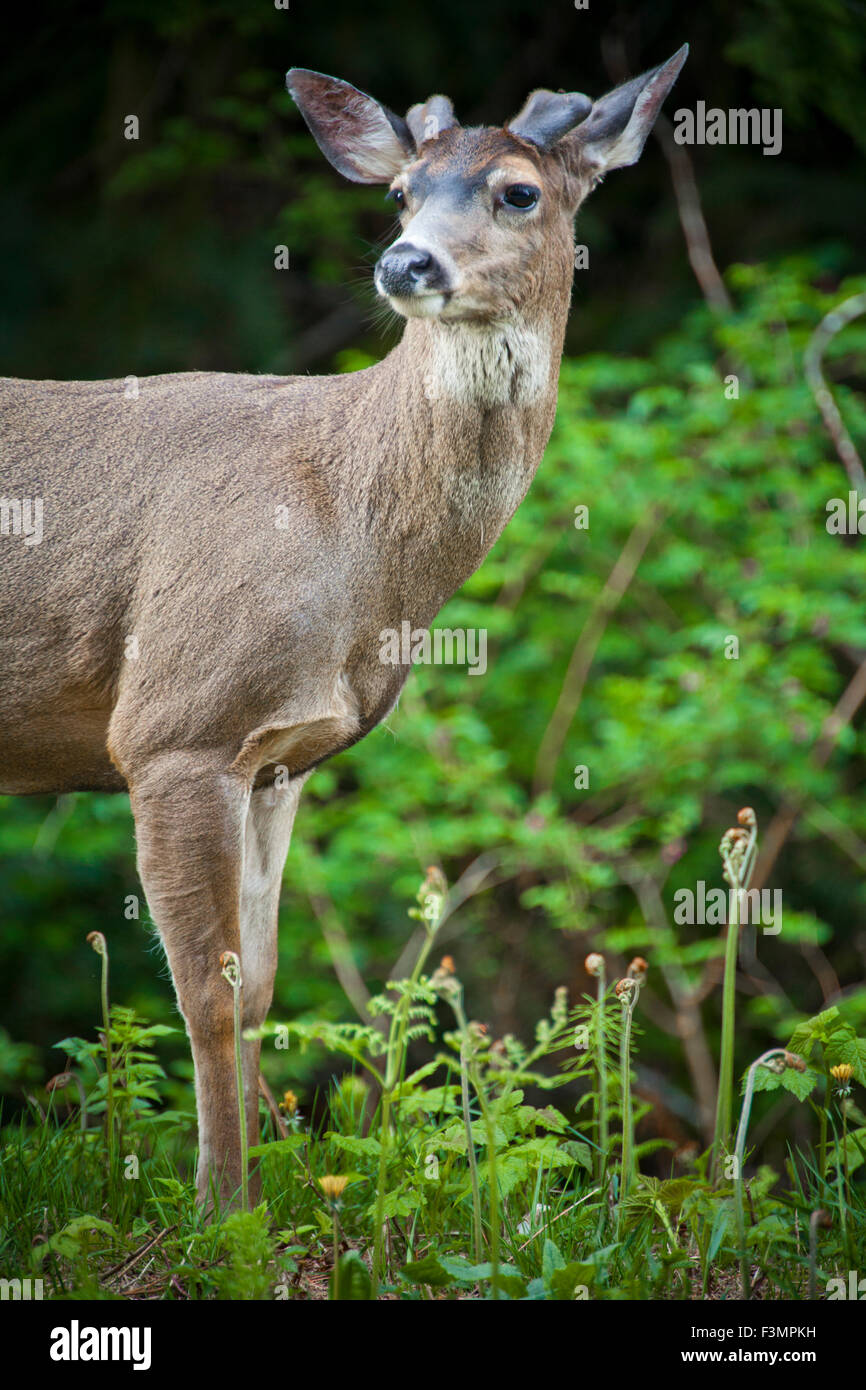 Maschio nero-tailed Deer Foto Stock