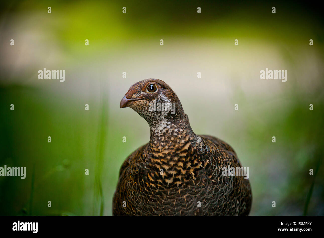 Una femmina di abete rosso di gallo cedrone. Foto Stock