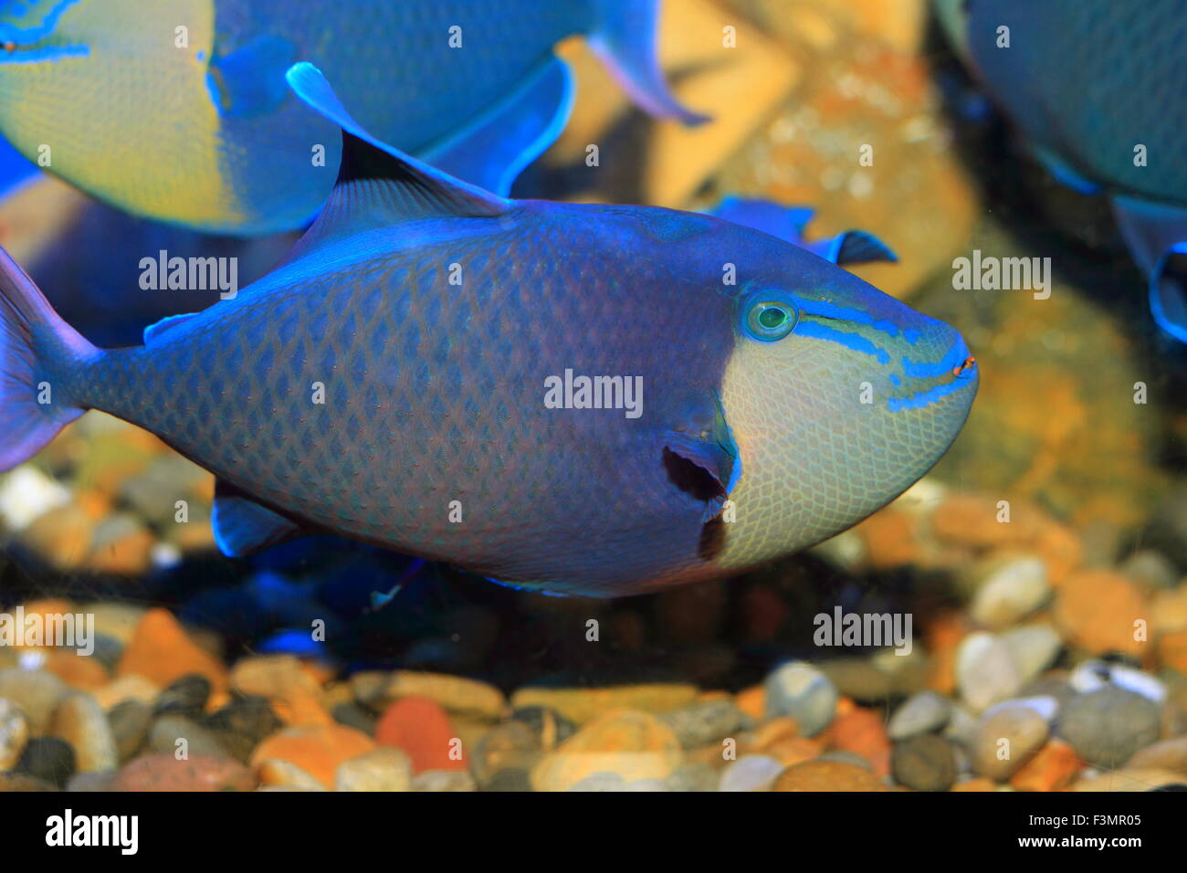 Redtooth pesci balestra (Odonus niger) in Giappone Foto Stock