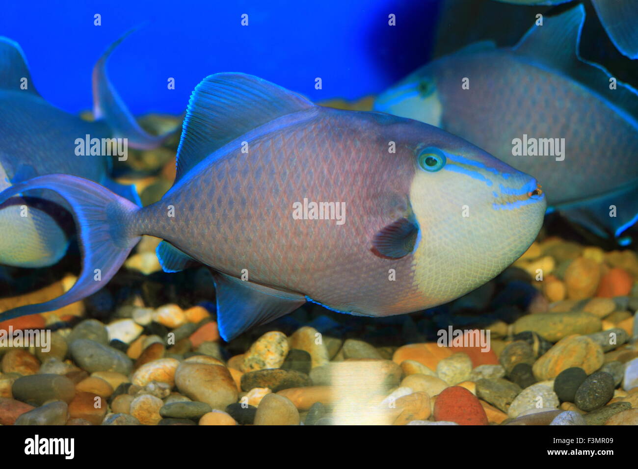 Redtooth pesci balestra (Odonus niger) in Giappone Foto Stock