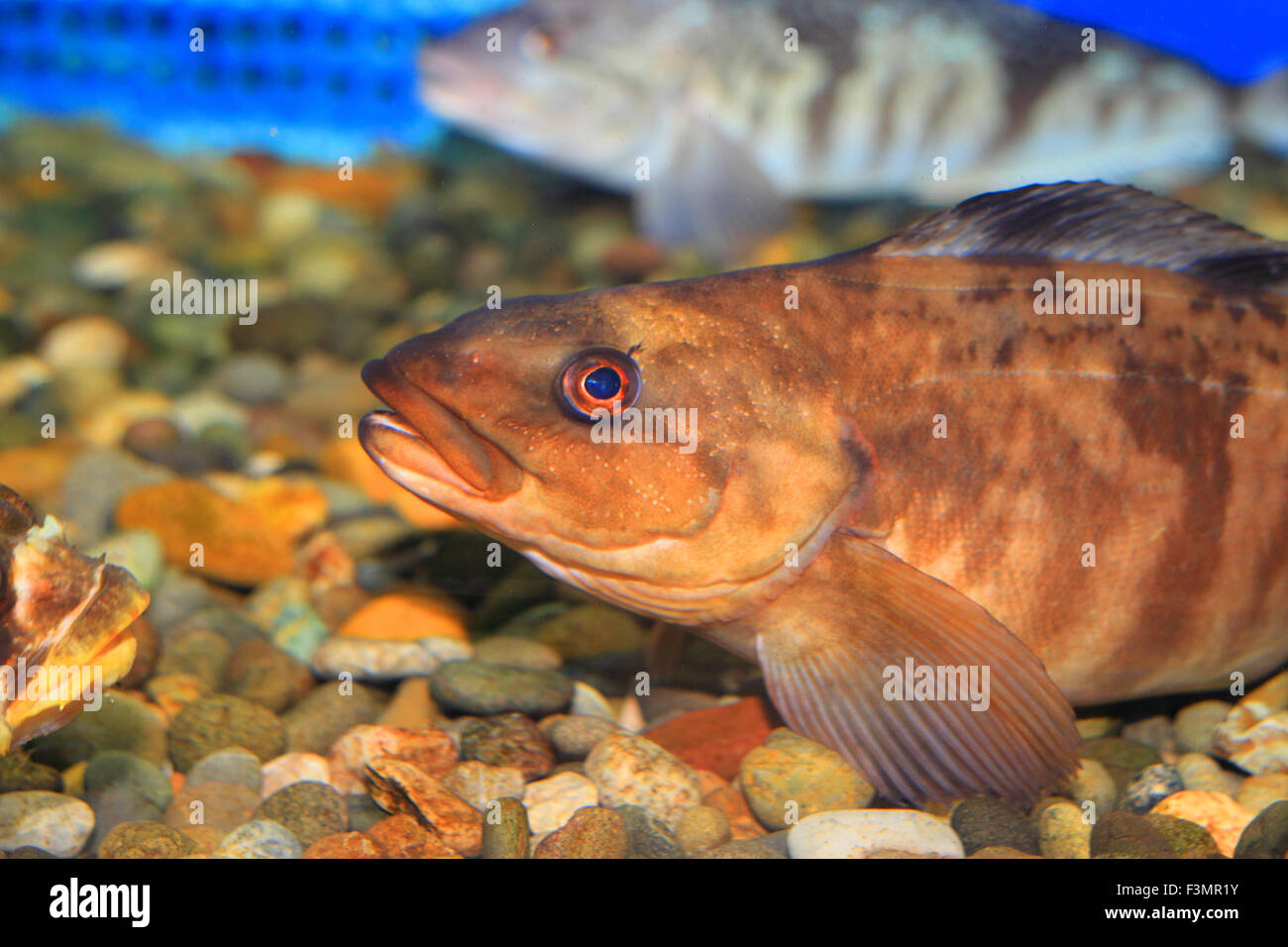 Alaska pollock (Theragra chalcogramma) in Giappone Foto Stock