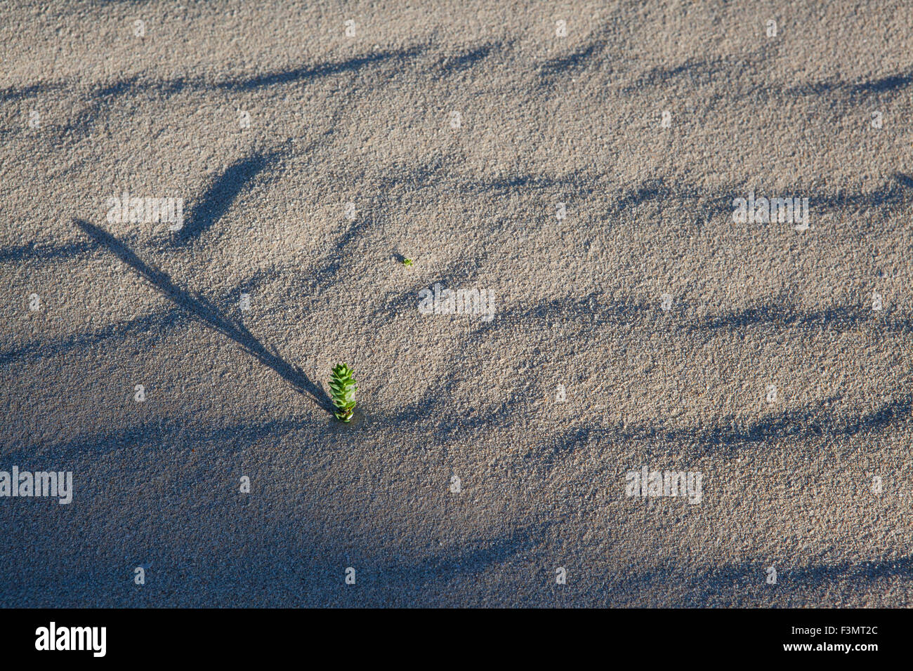 Verde piccola pianta che esce dalla sabbia Foto Stock