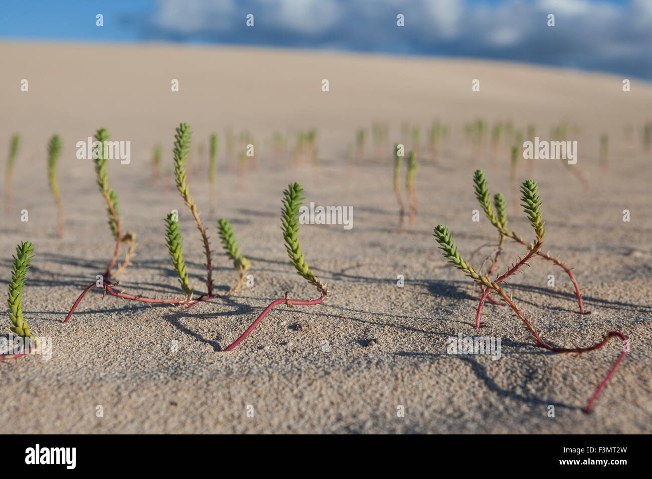 Verde piccola pianta che esce dalla sabbia Foto Stock