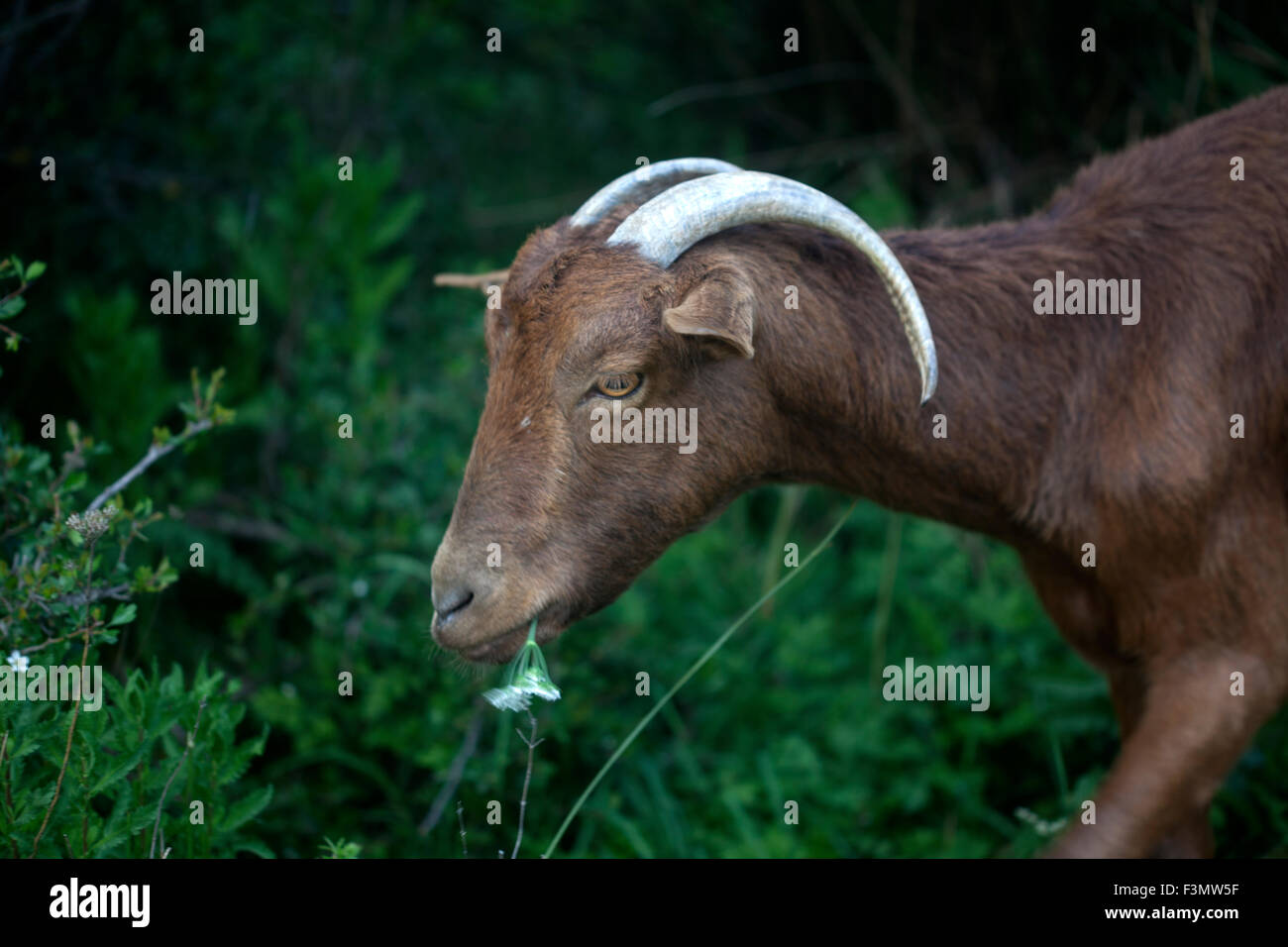 Una capra mangia un fiore bianco Foto Stock